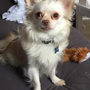 Chihuahua Cody 