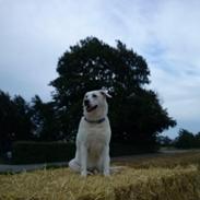 Labrador retriever Taison