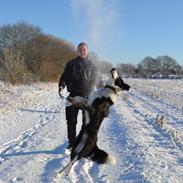Border collie Hollie