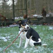 Dansk svensk gaardhund Vaks
