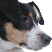 Dansk svensk gaardhund Vaks