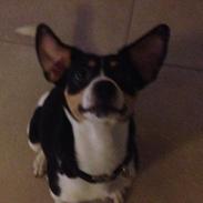 Dansk svensk gaardhund Vaks