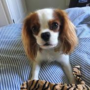 Cavalier king charles spaniel Birkedals Valdemar