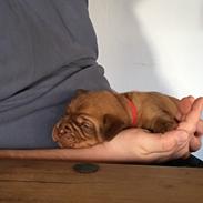 Dogue de bordeaux Saga