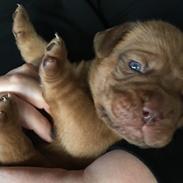 Dogue de bordeaux Saga