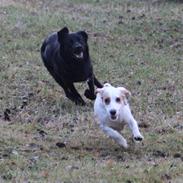 Blanding af racer Ollie - Schæfer/Labrador