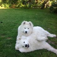 Samojedhund Smiling Sammies Kiss Me Quick kaldet Pippi