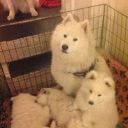 Samojedhund Smiling Sammies Kiss Me Quick kaldet Pippi