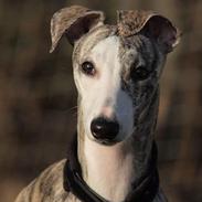 Whippet Bianchi