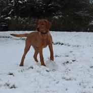 Labrador retriever Jægerlunden Malou