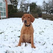 Labrador retriever Jægerlunden Malou