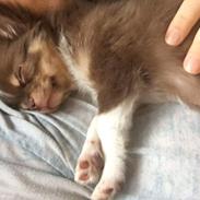 Chihuahua Nibian's surprice of the life Loui