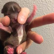 Chihuahua Nibian's surprice of the life Loui