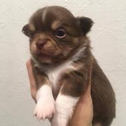 Chihuahua Nibian's surprice of the life Loui