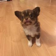 Chihuahua Nibian's surprice of the life Loui
