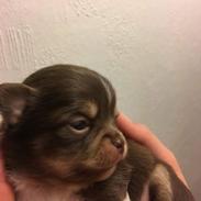 Chihuahua Nibian's surprice of the life Loui