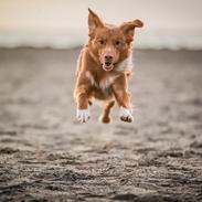 Nova scotia duck tolling retriever Findus