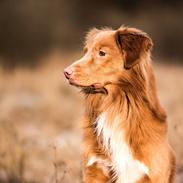 Nova scotia duck tolling retriever Findus