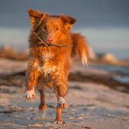 Nova scotia duck tolling retriever Findus