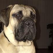 Bullmastiff Pablo