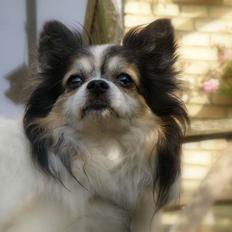 Chihuahua Chili "Rottweileren"RIP