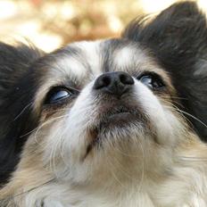 Chihuahua Chili "Rottweileren"RIP