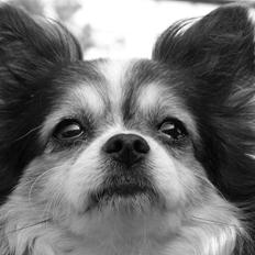 Chihuahua Chili "Rottweileren"RIP