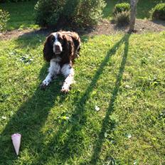 Engelsk springer spaniel Elton