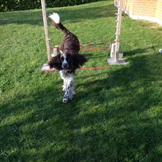 Engelsk springer spaniel Elton