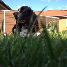 Engelsk springer spaniel Elton