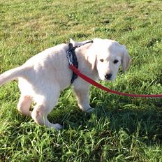 Golden retriever Max