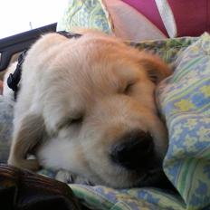 Golden retriever Max