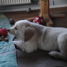 Golden retriever Max
