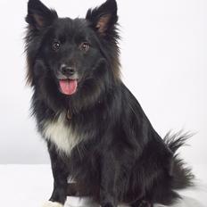 Islandsk fårehund Thyhundens Victor