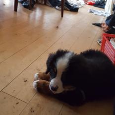Berner sennenhund bayley