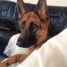 Schæferhund wupti r.i.p