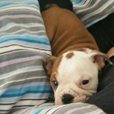 Engelsk bulldog Molosshuset Venus aka. Hera