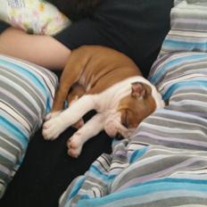 Engelsk bulldog Molosshuset Venus aka. Hera