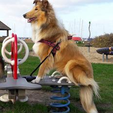 Collie langhåret Lapinette's Heading for the Top (HERA)