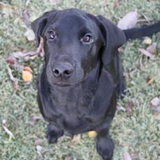 Labrador retriever Dark Moor's Balou