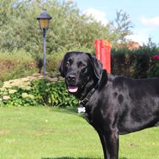 Labrador retriever Aston Martin