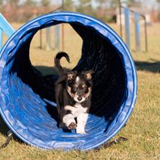 Border collie Peanut