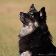 Islandsk fårehund Ásdis
