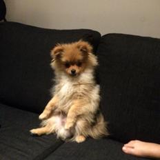 Pomeranian Aslan
