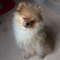 Pomeranian Aslan