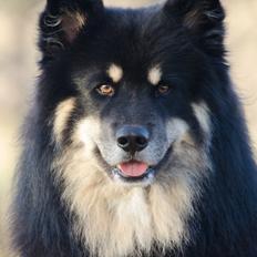 Finsk lapphund INTCH KBHV15 DKKV15 DKV16 Dreamlapin's Ainu