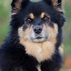 Finsk lapphund DKCH Fjällfarmens Oliwia
