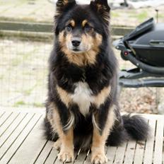 Finsk lapphund DKCH Fjällfarmens Oliwia