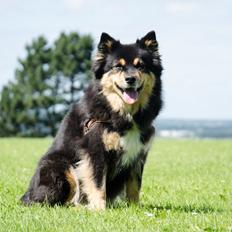 Finsk lapphund DKCH Fjällfarmens Oliwia