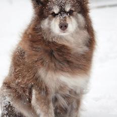 Finsk lapphund Fjällfarmens Qikki